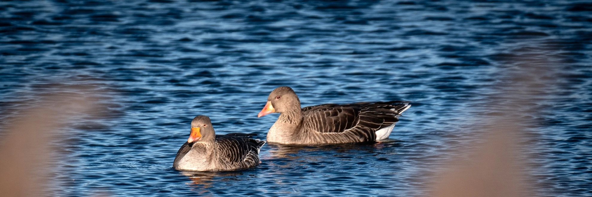 2 ducks on water