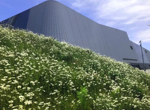 Daisies outside the Encyclis Dublin facility