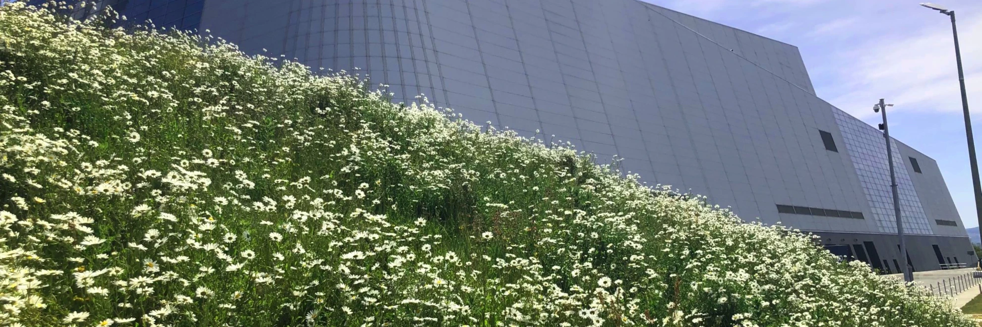 Daisies outside the Dublin facility